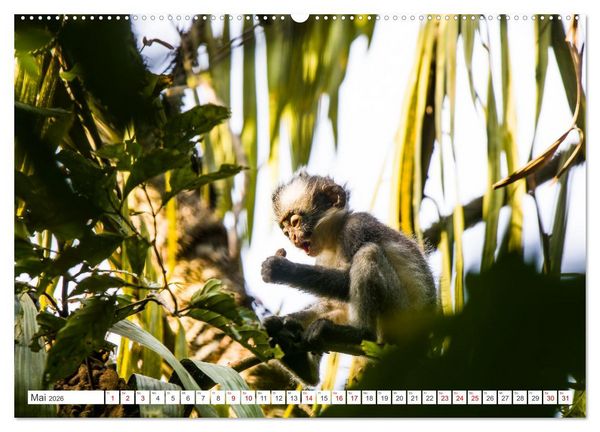 Produktbild: Gunung Leuser Nationalpark Sumatra (Wandkalender 2026 DIN A2 quer), CALVENDO Monatskalender