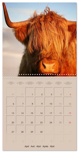 Produktbild: Highland Cows (Wall Calendar 2026 12 &times; 12 Inch) CALVENDO 12 Month Wall Calendar