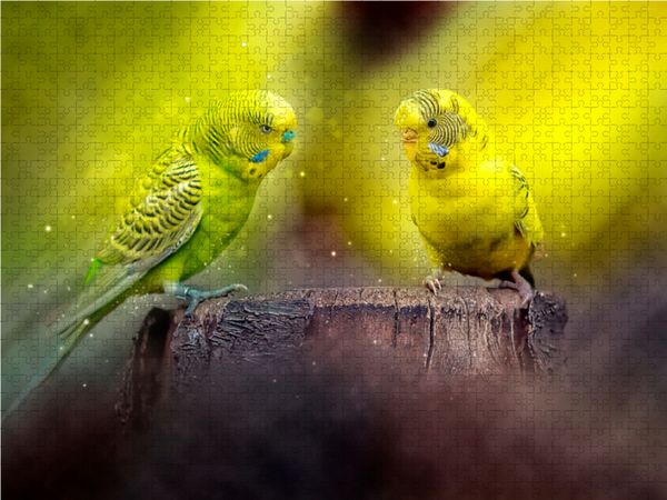 Produktbild: CALVENDO Puzzle Wundersch&ouml;ner Wellensittich 1000 Teile Lege-Gr&ouml;&szlig;e 64 x 48 cm Foto-Puzzle Bild von Peter Roder