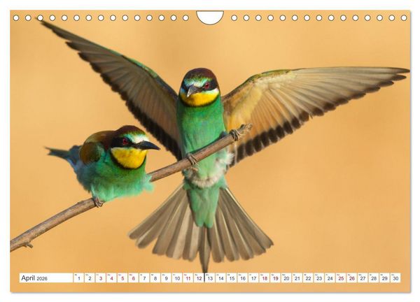 Produktbild: Bunte Flieger (Wandkalender 2026 DIN A4 quer), CALVENDO Monatskalender