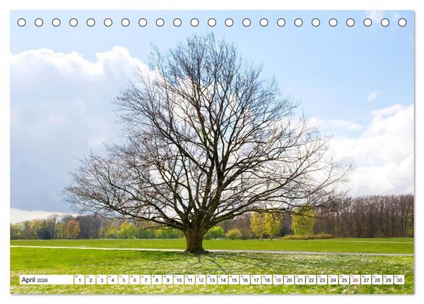 Produktbild: Die Buche: 12 Baumportr&auml;ts (Tischkalender 2026 DIN A5 quer), CALVENDO Monatskalender