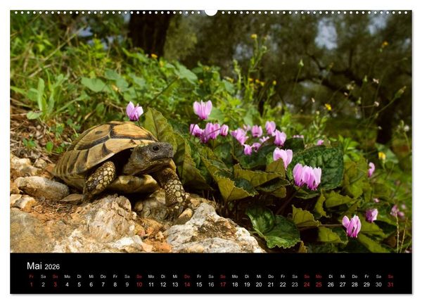 Produktbild: REPTILIEN (Wandkalender 2026 DIN A2 quer), CALVENDO Monatskalender