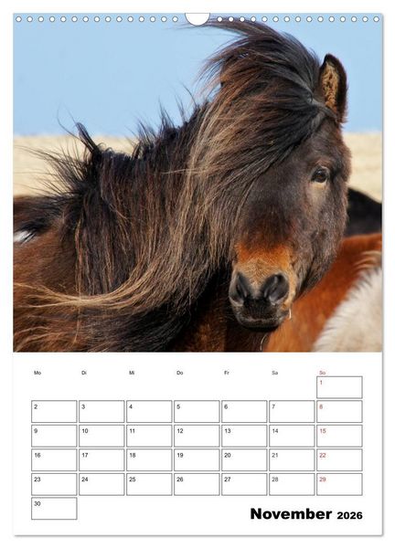 Produktbild: ISLANDPFERDE an der K&uuml;ste von Sn&aelig;fellsnes (Wandkalender 2026 DIN A3 hoch), CALVENDO Monatskalender