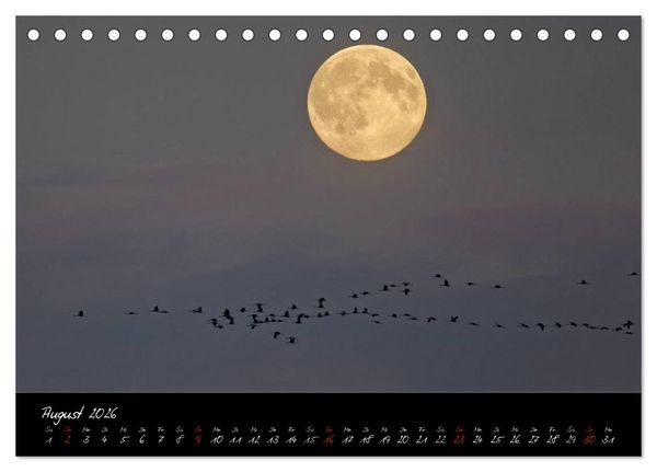 Produktbild: Kraniche - V&ouml;gel des Gl&uuml;cks (Tischkalender 2026 DIN A5 quer), CALVENDO Monatskalender