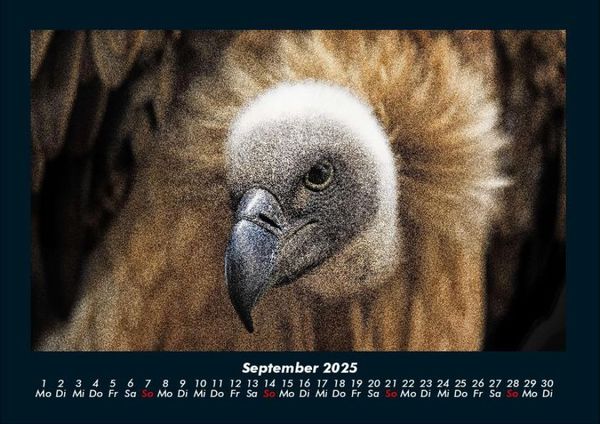 Produktbild: Vogelparadies 2025 Fotokalender DIN A4