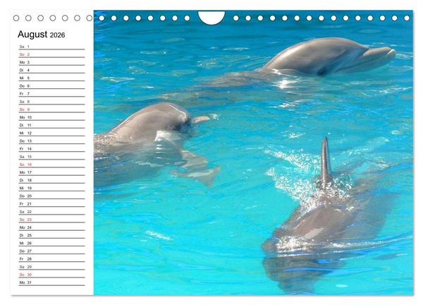 Produktbild: Delfine - L&auml;chelnde Intelligenz (Wandkalender 2026 DIN A4 quer), CALVENDO Monatskalender