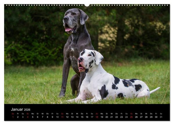 Produktbild: Deutsche Dogge 2026 (Wandkalender 2026 DIN A2 quer), CALVENDO Monatskalender