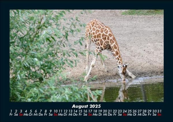 Produktbild: Giraffen 2025 Fotokalender DIN A5