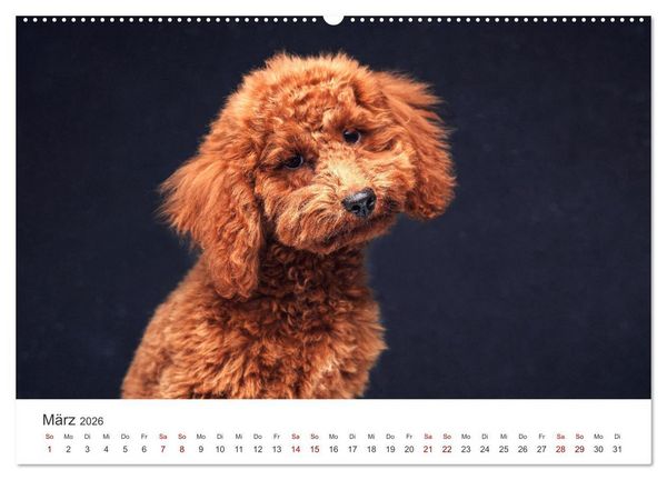 Produktbild: Pudel - Die flauschigen Lockenk&ouml;pfe. (Wandkalender 2026 DIN A2 quer), CALVENDO Monatskalender