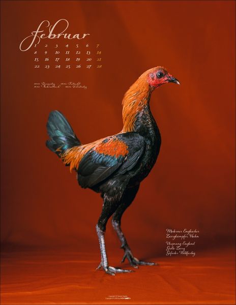 Produktbild: Pretty Chicks Kalender 2027