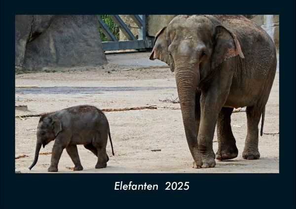 Produktbild: Elefanten 2025 Fotokalender DIN A4