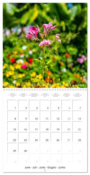 Produktbild: Harmonie Florale Des Pr&eacute;s aux Villes (Calendrier mural carr&eacute; 2026 30x30 cm) Calendrier double avec une page pour vos prises de notes