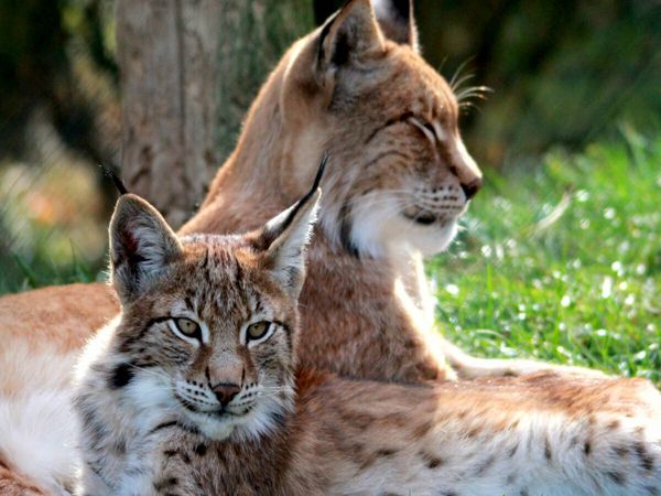 Produktbild: CALVENDO Puzzle Familie Luchs - Mutterliebe | 1000 Teile Lege-Gr&ouml;&szlig;e 64x48cm Foto-Puzzle f&uuml;r gl&uuml;ckliche Stunden