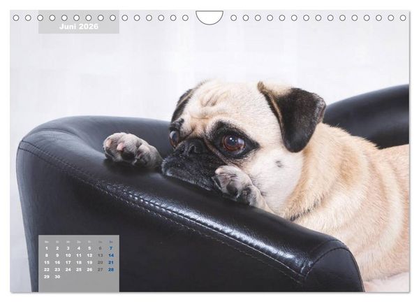 Produktbild: Lillie Mopsgetier - mopsfidel durchs Jahr (Wandkalender 2026 DIN A4 quer), CALVENDO Monatskalender