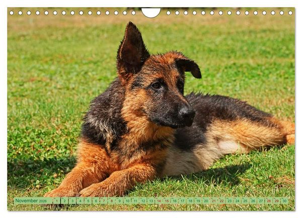 Produktbild: Faszination Sch&auml;ferhundwelpe (Wandkalender 2026 DIN A4 quer), CALVENDO Monatskalender