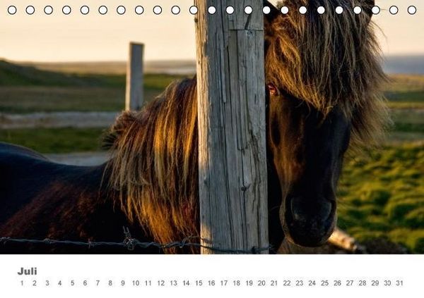 Produktbild: Islandpferde: Gef&auml;hrten der Wikinger (Tischkalender immerw&auml;hrend DIN A5 quer)