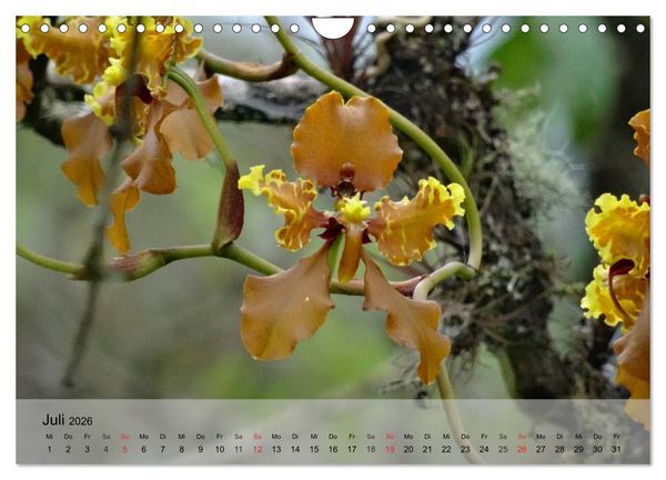 Produktbild: Orchideenland Ecuador (Wandkalender 2026 DIN A4 quer), CALVENDO Monatskalender