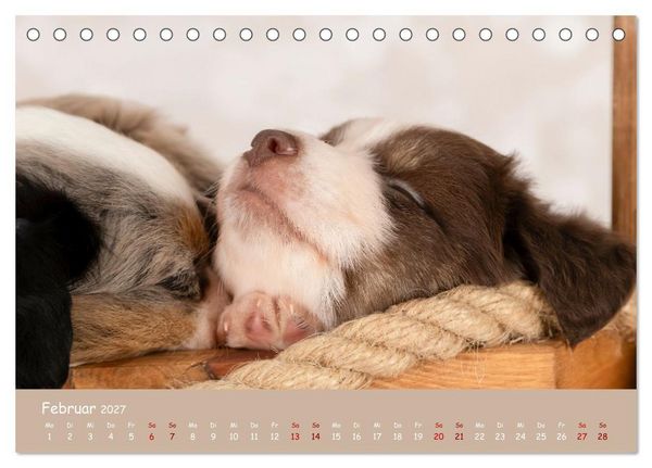 Produktbild: Mini Australian Shepherd, eine ganz besondere Rasse (Tischkalender 2027 DIN A5 quer), CALVENDO Monatskalender