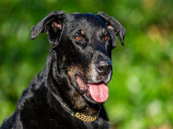 Produktbild: CALVENDO Puzzle Ein Motiv aus dem Kalender Der Beauceron | 2000 Teile Lege-Gr&ouml;&szlig;e 90x67cm Foto-Puzzle f&uuml;r gl&uuml;ckliche Stunden