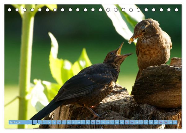 Produktbild: Amsel - Schwarzdrossel fotografiert von Ostfriesenfotografie (Tischkalender 2026 DIN A5 quer), CALVENDO Monatskalender
