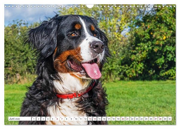 Produktbild: Berner Sennenhund - Der beste Freund f&uuml;rs Leben (Wandkalender 2026 DIN A3 quer), CALVENDO Monatskalender