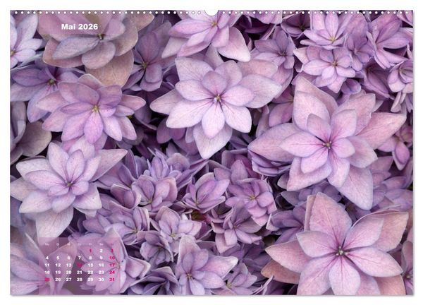 Produktbild: Himmlische Hortensien (Wandkalender 2026 DIN A2 quer), CALVENDO Monatskalender