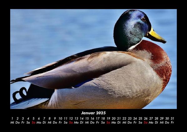 Produktbild: Enten 2025 Fotokalender DIN A3