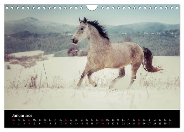 Produktbild: Pferde Tr&auml;ume (Wandkalender 2026 DIN A4 quer), CALVENDO Monatskalender