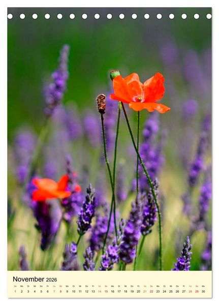 Produktbild: Provence Lavendel Paradies (Tischkalender 2026 DIN A5 hoch), CALVENDO Monatskalender
