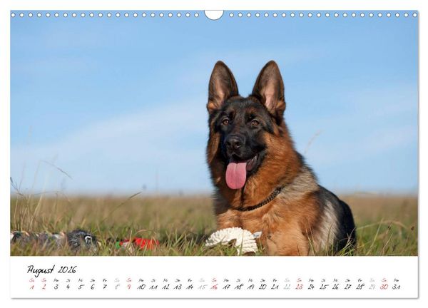 Produktbild: Sch&auml;ferhunde Seelenhunde (Wandkalender 2026 DIN A3 quer), CALVENDO Monatskalender