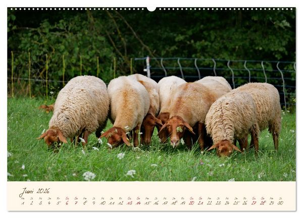 Produktbild: Coburger Fuchsschaf (Wandkalender 2026 DIN A2 quer), CALVENDO Monatskalender