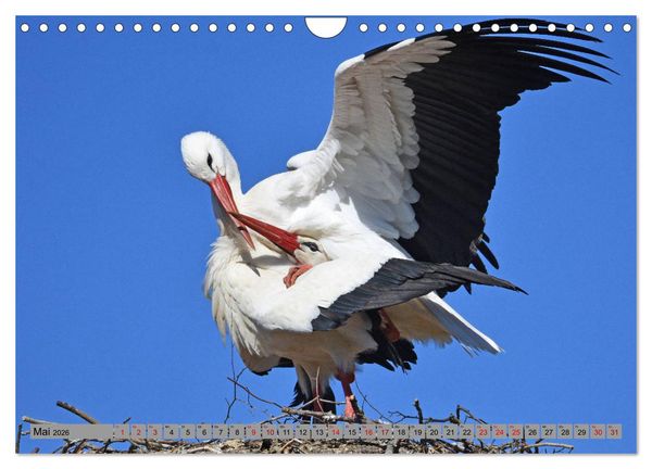 Produktbild: Zu Gast bei Familie Storch (Wandkalender 2026 DIN A4 quer), CALVENDO Monatskalender
