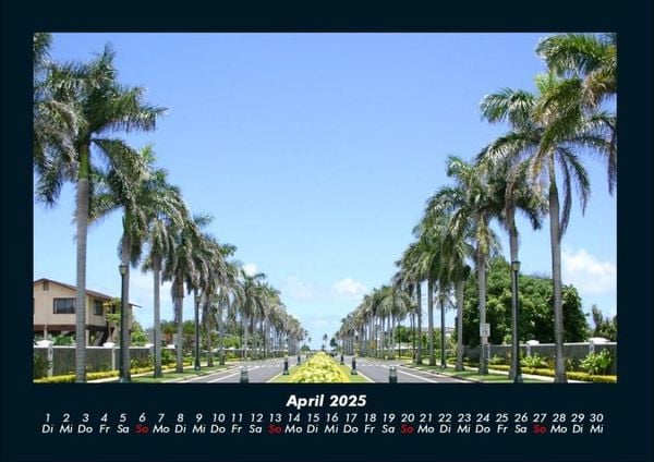 Produktbild: Palmen 2025 Fotokalender DIN A4