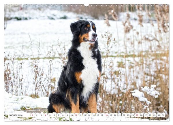 Produktbild: Berner Sennenhunde machen gl&uuml;cklich (Wandkalender 2026 DIN A2 quer), CALVENDO Monatskalender