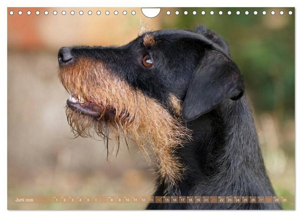 Produktbild: Faszination Terrier (Wandkalender 2026 DIN A4 quer), CALVENDO Monatskalender