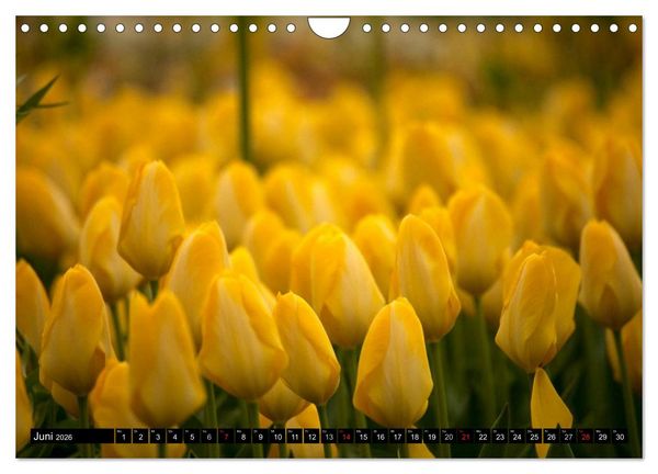 Produktbild: Tulpen (Wandkalender 2026 DIN A4 quer), CALVENDO Monatskalender