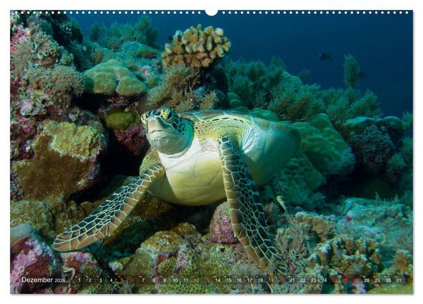Produktbild: Mikronesien: Yap und Palau (hochwertiger Premium Wandkalender 2026 DIN A2 quer), Kunstdruck in Hochglanz