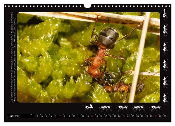 Produktbild: AntsNature - Faszination Ameisen (Wandkalender 2026 DIN A3 quer), CALVENDO Monatskalender
