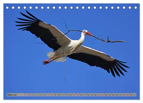 Produktbild: Zu Gast bei Familie Storch (Tischkalender 2026 DIN A5 quer), CALVENDO Monatskalender