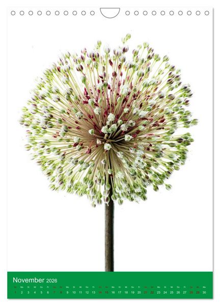 Produktbild: Nat&uuml;rlich Blumen. (Wandkalender 2026 DIN A4 hoch), CALVENDO Monatskalender