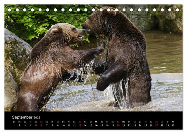 Produktbild: B&auml;ren im Nationalpark Bayerischer Wald (Tischkalender 2026 DIN A5 quer), CALVENDO Monatskalender