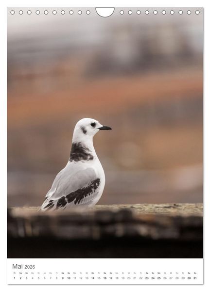 Produktbild: Die Arktis - Naturfotografien aus Spitzbergen (Wandkalender 2026 DIN A4 hoch), CALVENDO Monatskalender