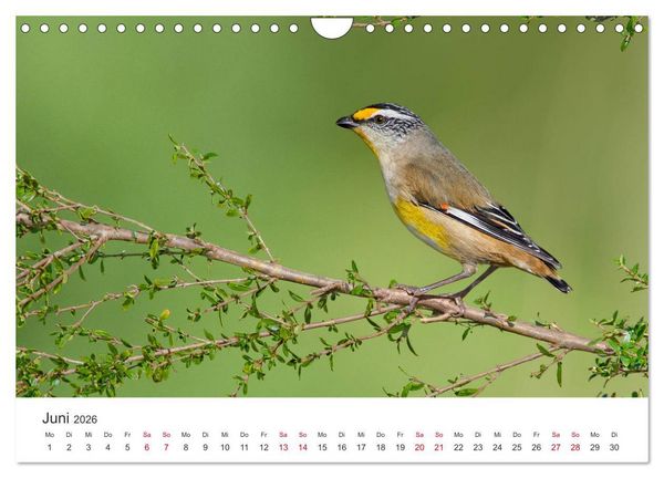 Produktbild: Singv&ouml;gel aus Australien (Wandkalender 2026 DIN A4 quer), CALVENDO Monatskalender