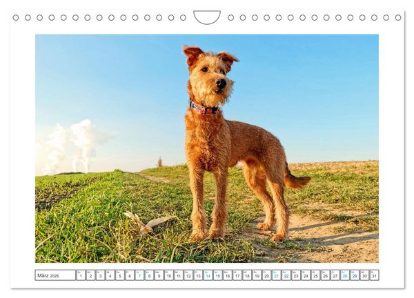 Produktbild: Chiara, ein junger Irish Terrier (Wandkalender 2026 DIN A4 quer), CALVENDO Monatskalender
