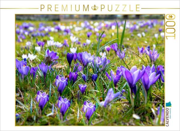 Produktbild: CALVENDO Puzzle Krokusse im Park | 1000 Teile Lege-Gr&ouml;&szlig;e 64x48cm Foto-Puzzle f&uuml;r gl&uuml;ckliche Stunden