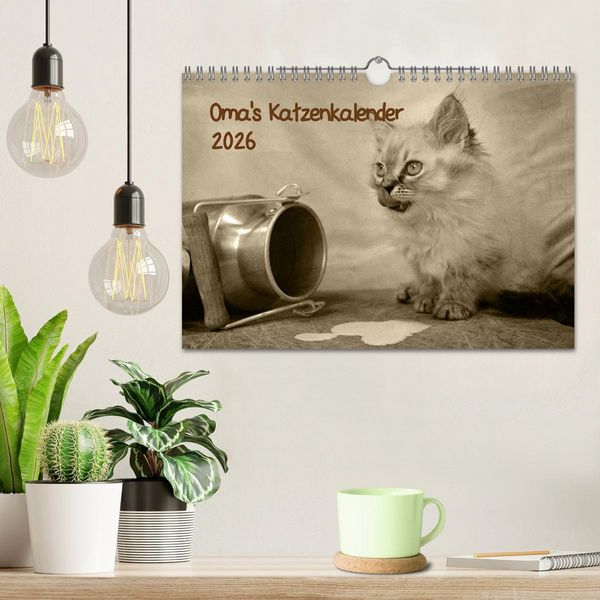 Produktbild: Oma's Katzenkalender 2026 (Wandkalender 2026 DIN A4 quer), CALVENDO Monatskalender