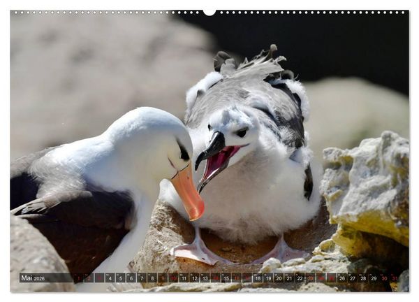 Produktbild: Tierparadies S&uuml;dpolarmeer (hochwertiger Premium Wandkalender 2026 DIN A2 quer), Kunstdruck in Hochglanz