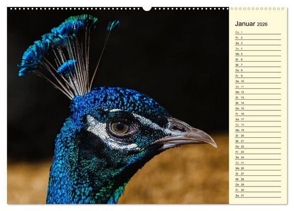 Produktbild: Pfaue. Pr&auml;chtig und schillernd (Wandkalender 2026 DIN A2 quer), CALVENDO Monatskalender
