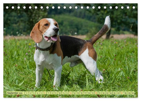 Produktbild: Beagle - Herz auf 4 Pfoten (Tischkalender 2026 DIN A5 quer), CALVENDO Monatskalender