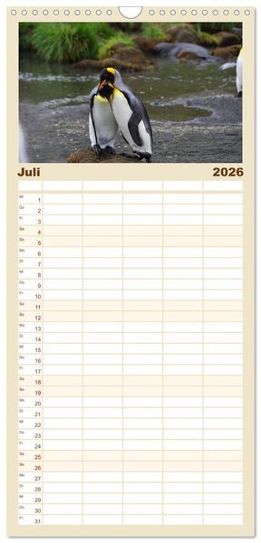 Produktbild: Familienplaner 2026 - Im Reich der Pinguine mit 5 Spalten (Wandkalender, 21 x 45 cm) CALVENDO